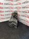 Стартер NISSAN X-TRAIL I 2.2 dCi T30 NISSAN Primera 2.2 Di P12 233008h801 233008h801 фото 4